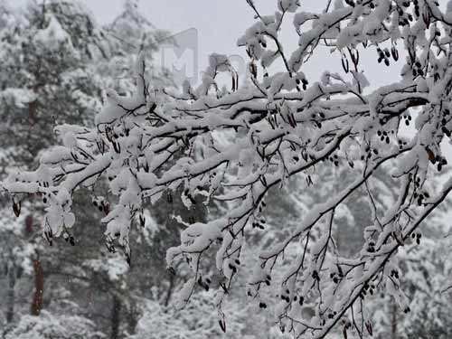 Foto Matisorii arinului (c) Lucian Petru Goja